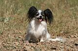 EPAGNEUL PAPILLON 155